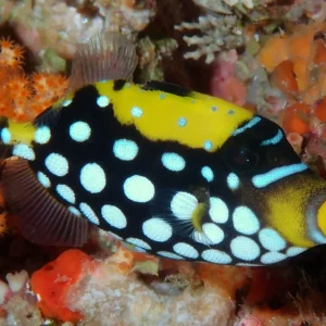 BALISTOIDES COSPICILLUM