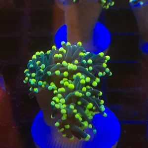 EUPHYLLIA CRISTATA PREZZO PER CALICE