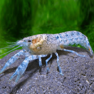 Cambarellus Patzcuarensis blue