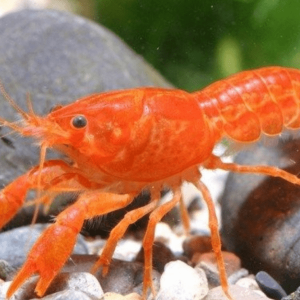 Cambarellus Patzcuarensis orange