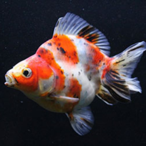 Oranda Ryukin