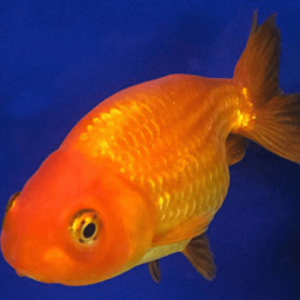 Oranda Ranchu