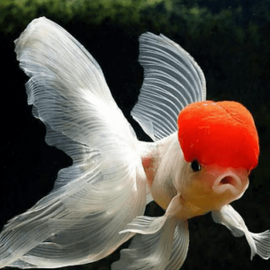 Oranda Red cap “L” grado A+