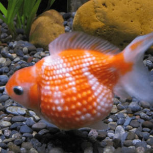 Oranda chicco di riso