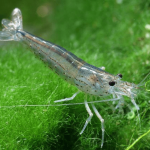 Caridina Japonica