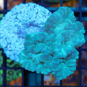 Caulastrea furcata blu 3-4 calici