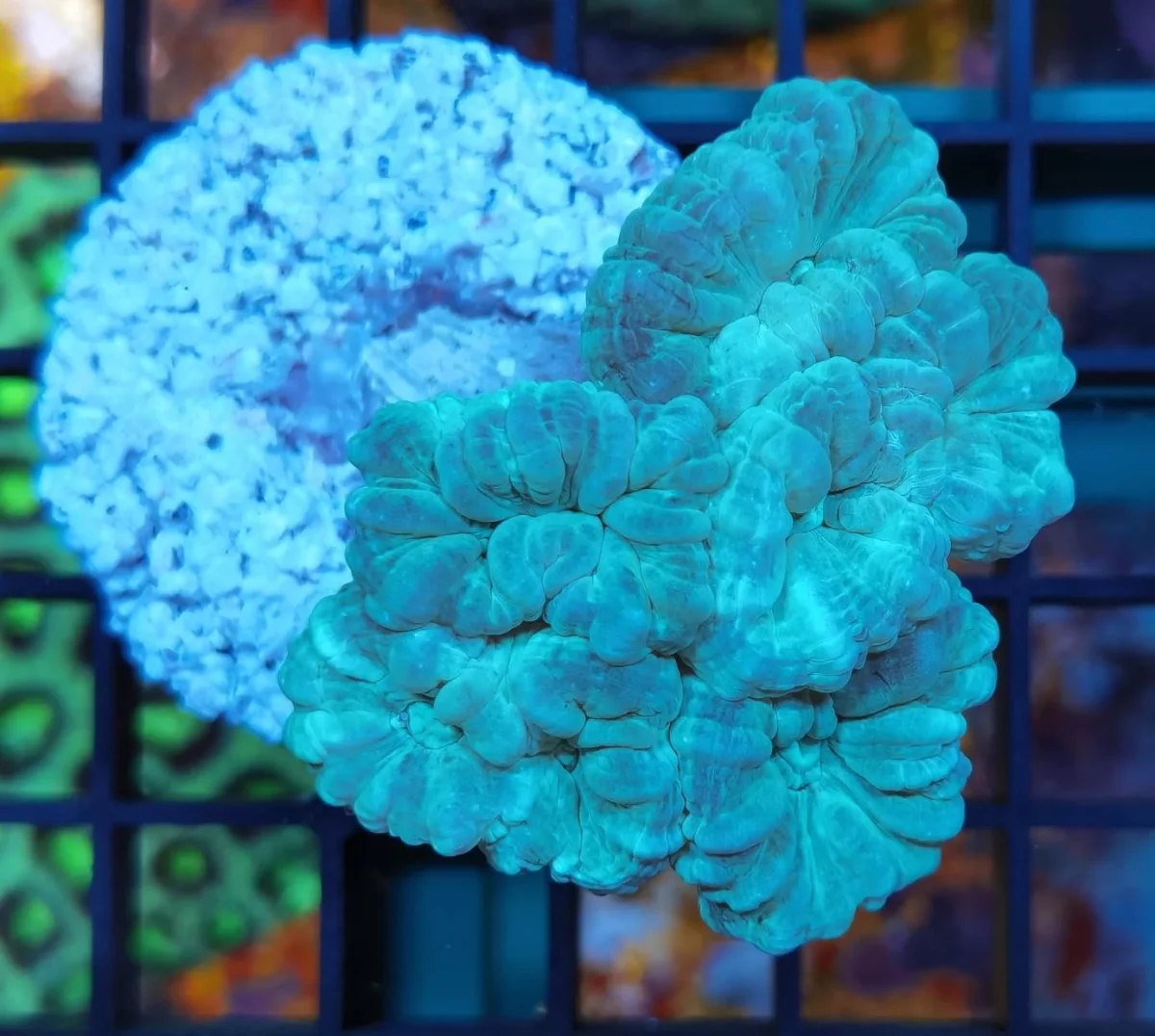 Caulastrea furcata blu 3-4 calici