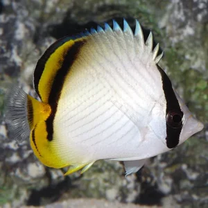 Chaetodon vagabundus