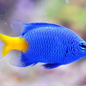 CHRYSIPTERA PARASEMA