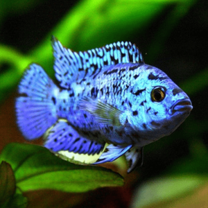 Cichlasoma  Blue jack dempsey