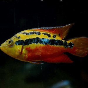 Cichlasoma  Salvinii