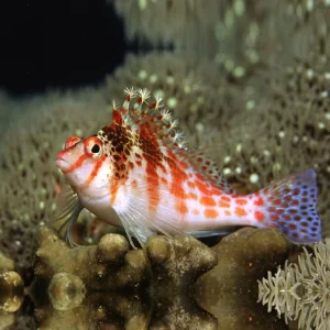 Cirrhitichthys falco