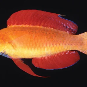 CIRRHILABRUS CYANOPLEURA