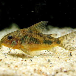 Corydoras – Paleatus