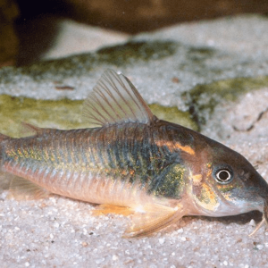 Corydoras Aeneus