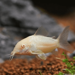Corydoras Aeneus albino