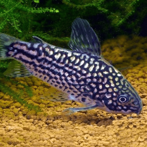Corydoras elegans