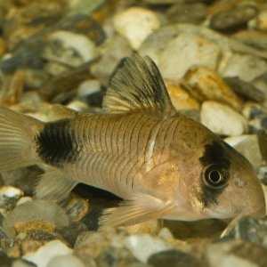 Corydoras Panda
