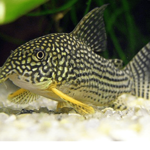 Corydoras Sterbai
