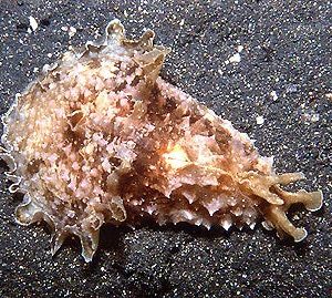 DOLABELLA WEDGE SEA HARE