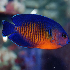 Centropyge bispinosus