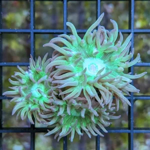 Duncanopsammia axifuga 2-3 calici