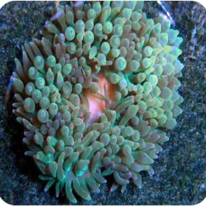 ENTACMEA GREEN ANEMONE