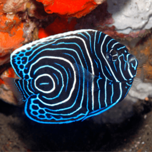 Pomancanthus imperator Juv