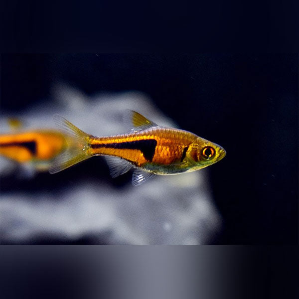 Rasbora espei - immagine 2