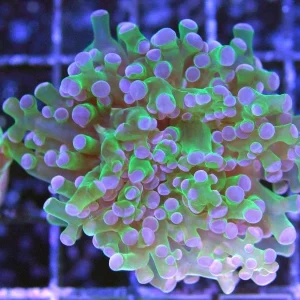 Euphyllia paradivisa