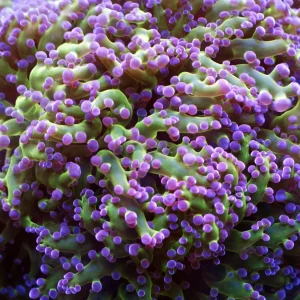 Euphyllia paradivisa 3 calici