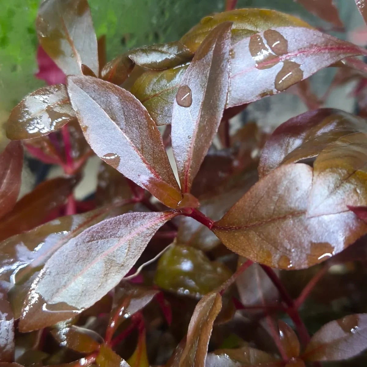 Alternanthera cardinalis - immagine 4