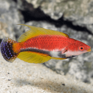 Cirrhilabrus filamentosus