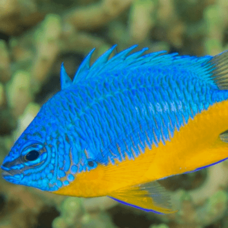 Chrysiptera hemicyanea - immagine 2