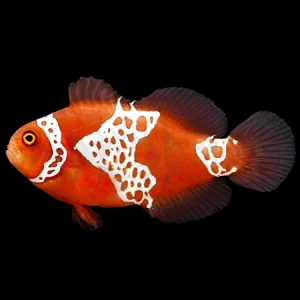 AMPHIPRION BIACULEATUS GIBBOSUS