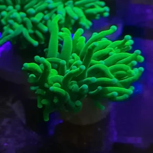 EUPHYLLIA GLABRESCENS GREEN PREZZO A CALICE