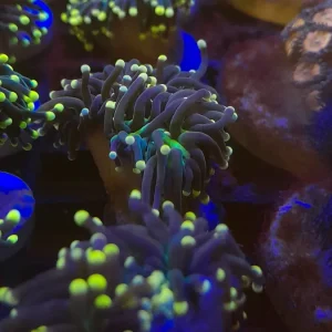 EUPHYLLIA GLABRESCENS PINK PREZZO A CALICE