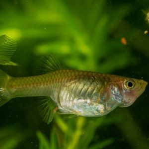 GUPPY FEMMINE ASSORTITE