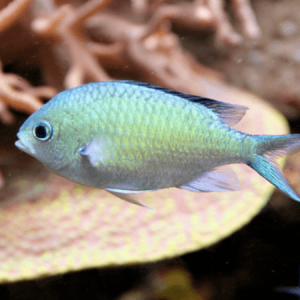 Chromis viridis