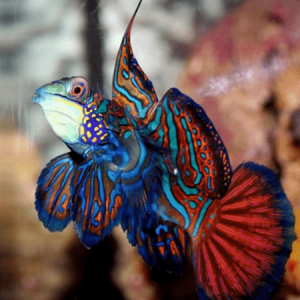 Pterosynchiropus splendidus