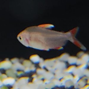 HYPHESSOBRYCON ORNATUS WHITE FIN