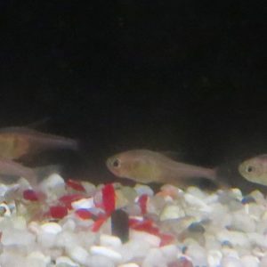 HYPHESSOBRYCON FLAMMEUS