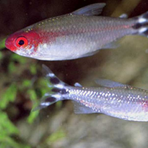 Hemigrammus rhodostomus