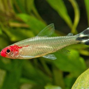 PETITELLA GEORGIAE (HEMIGRAMMUS BLEHERI)