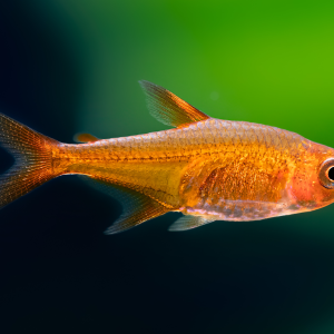 HYPHESSOBRYCON AMANDAE