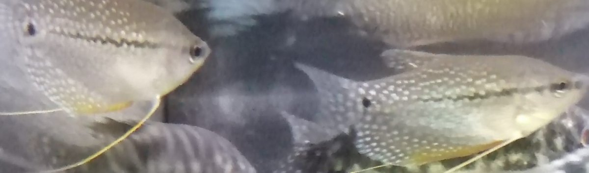 TRICOGASTER LEERI - immagine 2