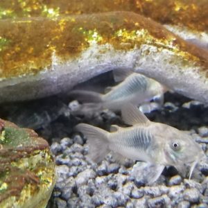CORYDORAS AENEUS