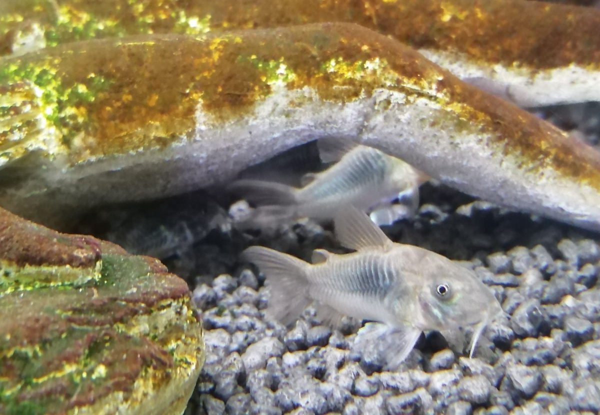 CORYDORAS AENEUS - immagine 2