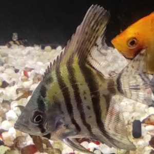 PTEROPHYLLUM SCALARE BLU