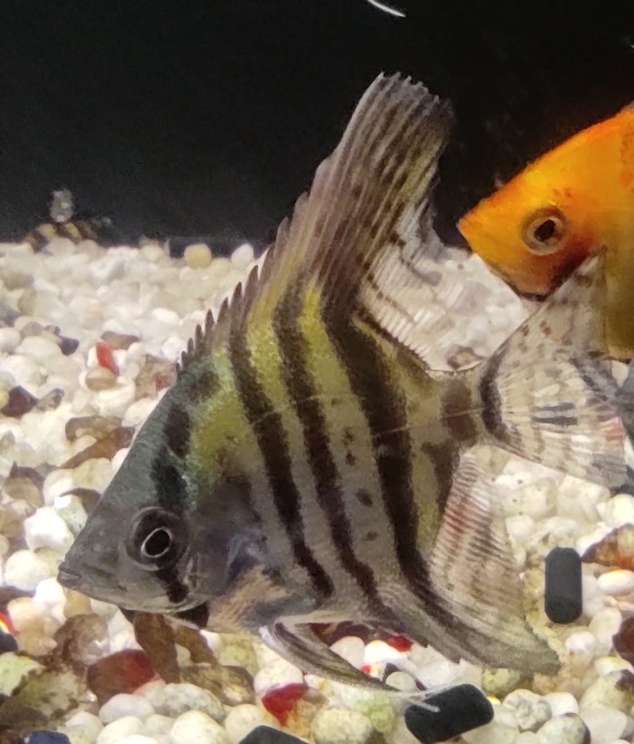 PTEROPHYLLUM SCALARE BLU - immagine 2